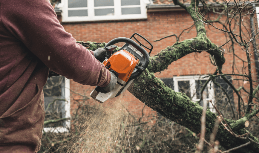 TREE REMOVAL
